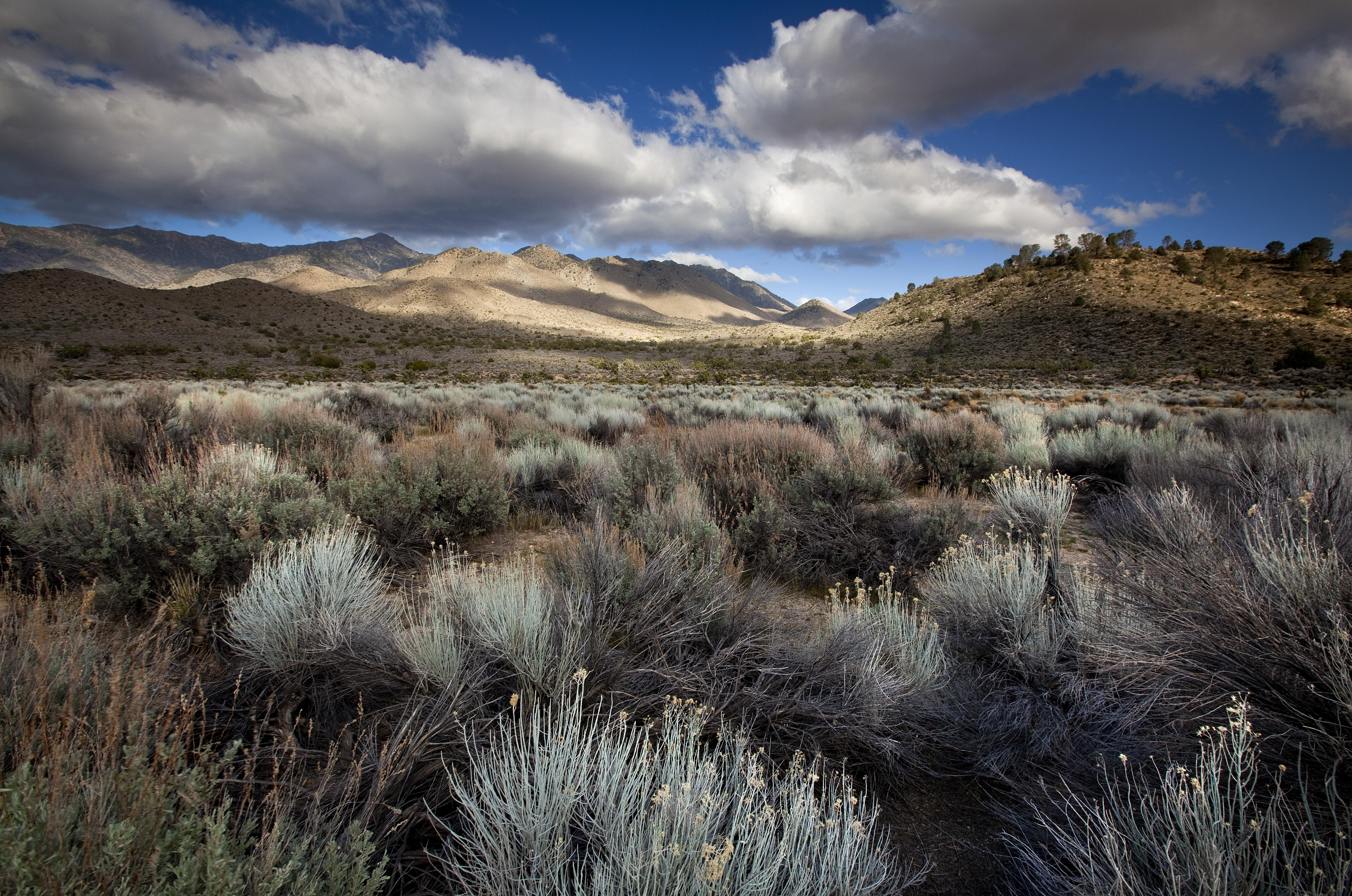 Landscape picture of sagebrush, clouds and brown hills in the background